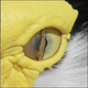 Image for article titled 10 Vestigial Traits You Didn't Know You Had